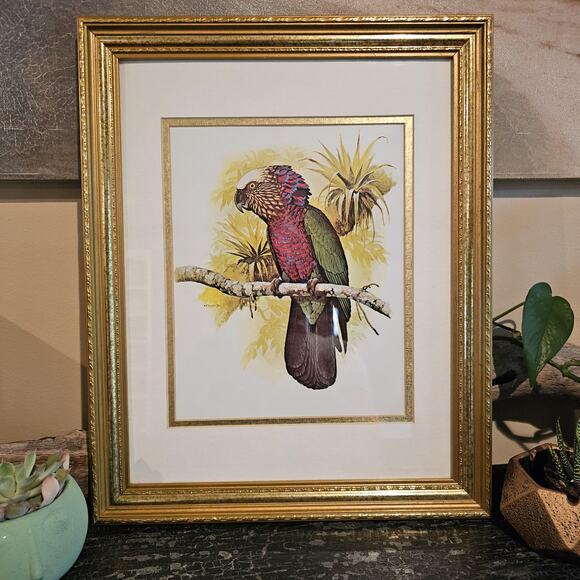 1978 William T Cooper Hawk Headed Parrot Illustration In Vintage Frame - Picture 1 of 4